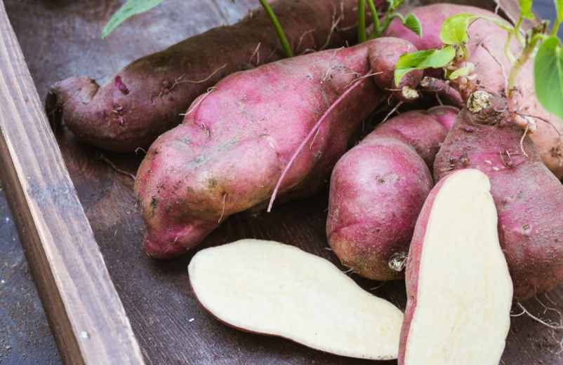 Variations exotiques et mélanges audacieux en cuisine-Chez Requia