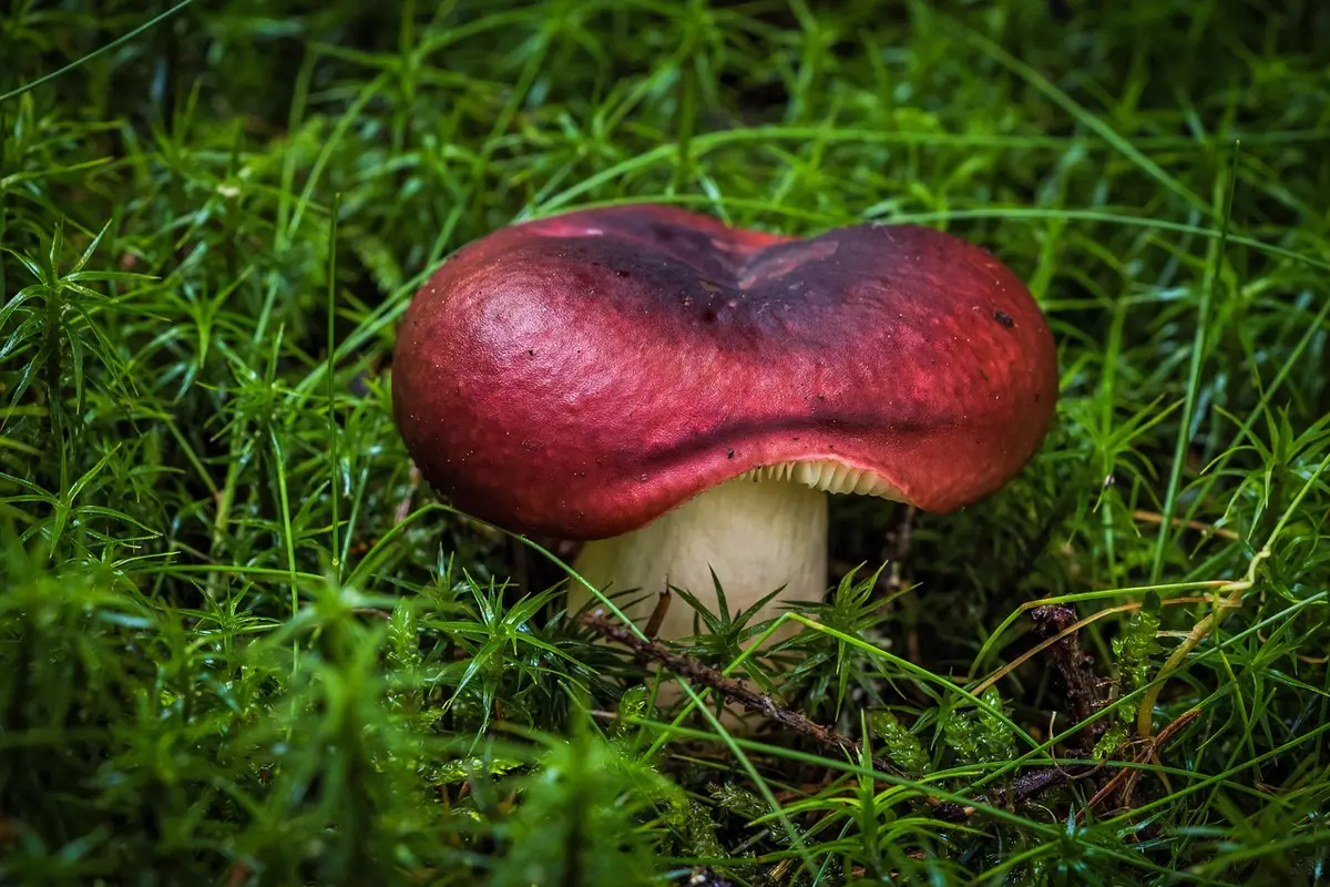 Flacon et sachet d'extrait de champignons sur une table