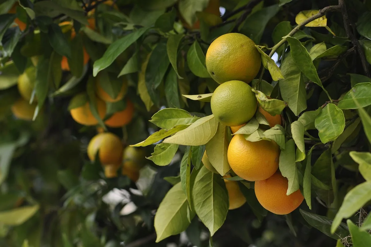 Main pressant un citron au-dessus d'une carafe en verre
