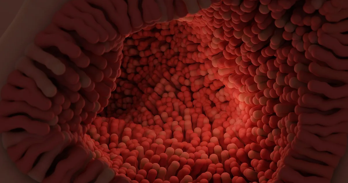 Schéma de la digestion intestinale et du rôle de l'entéropeptidase