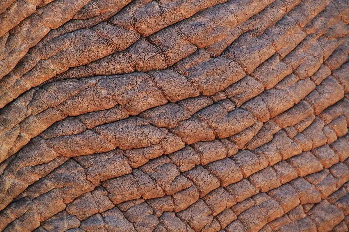 Gros plan sur la peau du menton et de la mâchoire avec des imperfections et des rougeurs