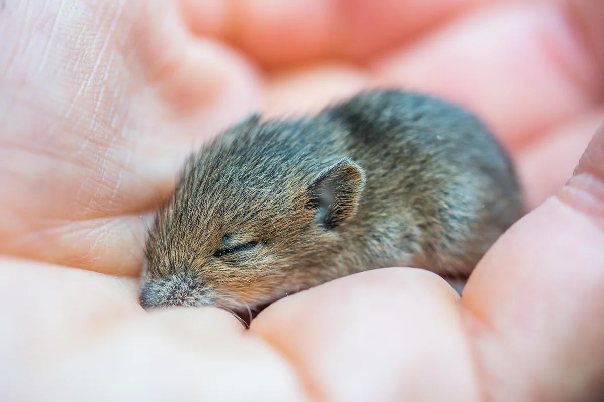 Souris de laboratoire dans une main gantée en environnement de recherche
