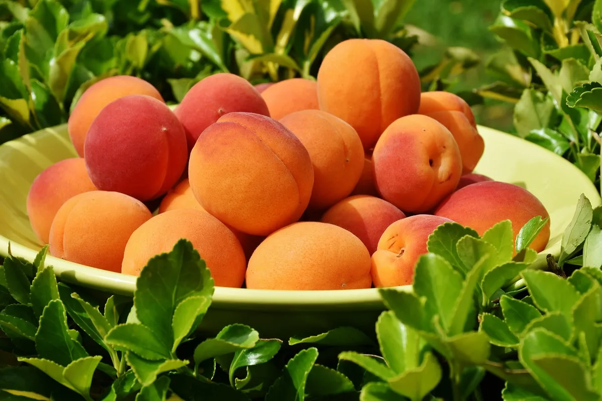 Bol de fruits d'été et yaourt sur une table de cuisine en plein jour