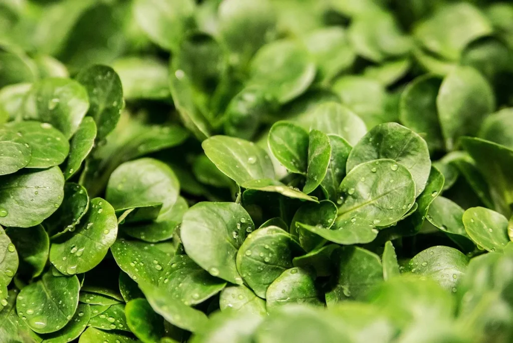 Mains préparant une salade prête à consommer avec légumes frais et étiquette nutritionnelle visible