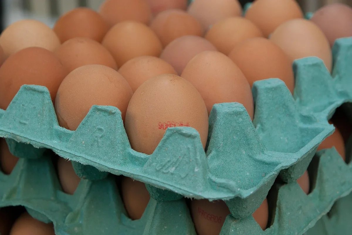 Œufs frais rangés dans un carton à l'intérieur du réfrigérateur