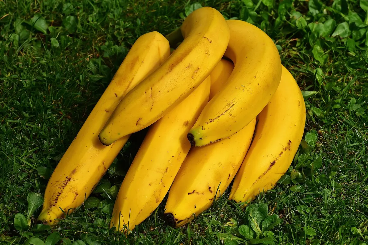 Bananes très mûres et bol de bananes écrasées prêts à être incorporés
